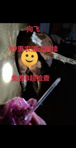 母牛的繁殖部位叫什么_阴门卵巢子宫，科学养殖关键
