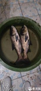 雄鱼是花鲢鱼吗_水中清道夫，营养美味鱼