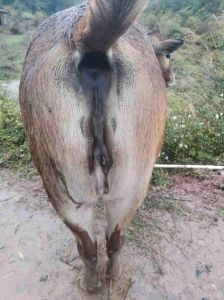 母牛牛逼长什么样_水门红肿尾根塌陷不安排便撒尿