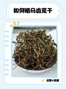 马齿苋正确晒干方法_清洁控水通风，美味保存超久！