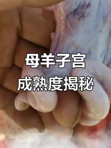 母羊子宫位置示意图_位置周期与配种
