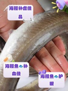 白鳗鱼是海鱼吗_淡水海洋两栖客，营养价值高需保护