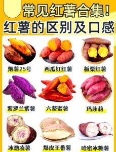 甘薯就是番薯吗_甘薯番薯红薯，都是同一种，富含营养，适合蒸煮