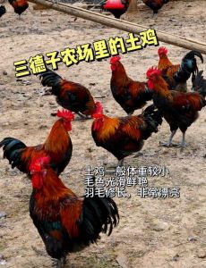 土黄鸡和小公鸡哪个嫩_真假土鸡看黄油鸡胗