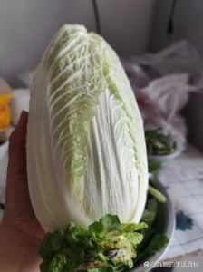 一颗好的大白菜需要如何挑选_挑白菜看颜色形状根部，闻气味，白帮快炒青帮炖煮