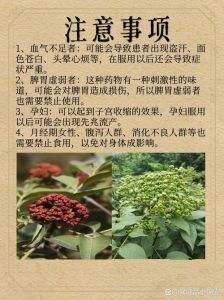 山萸肉就是吴茱萸吗_区分山萸肉与吴茱萸，别用错中药！