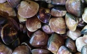 花蛤就是蛤蜊吗_蛤蜊花蛤怎么选？营养做法大不同