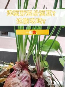 小葱是洋葱发芽而来的吗_营养好，辣味足，凉拌食用佳