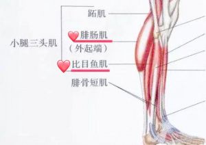 肥肠肌位置_小腿力量与保养小知识