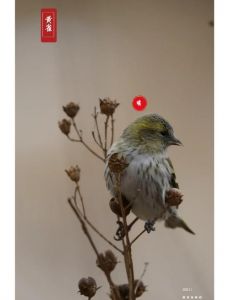 黄雀不叫最简单三个步骤_科学驯养黄雀，耐心引导增感情