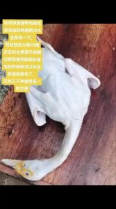 杀鸭去毛又快又干净_烫水加盐，快速干净