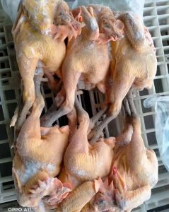 黑脚大公鸡为什么叫童子鸡_细嫩鲜美 补中益气