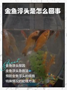 鱼头上的鱼精位置图解_奇物与文化