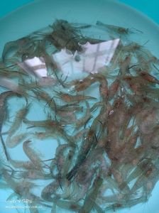 野生小河虾怎么养_家庭养河虾，盆养水草沙，少喂勤添，水质要好