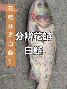 白莲和花鲢鱼的区别_花鲢白鲢有啥区别？