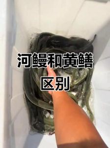 江鳗鱼和海鳗鱼的区别_江鳗海鳗生态差异大，味道口感各不同