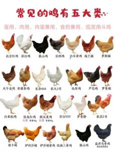 苏禽绿壳蛋鸡母鸡和公鸡区别_公母体型不同，蛋黄营养好
