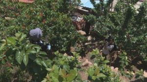 (三颗熟樱桃无删减)_樱桃象征生命，情色探讨成长，表演精彩但剪辑混乱