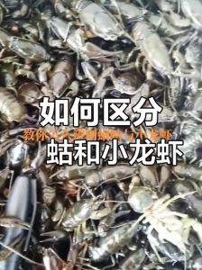 东北喇蛄和小龙虾的区别_外观口味大不同！