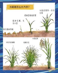 水稻成熟季节是几月_水稻成熟受品种气候技术影响，南北节奏不同，科学方法把握最佳收割期