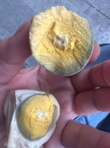 蛋清熟了为什么是白色的_加热生蛋清会变白变硬，蛋白质热变性原理