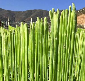 莴笋做贡菜需要焯水再晒干吗_晒莴笋做贡菜，焯水和不焯水哪个好？