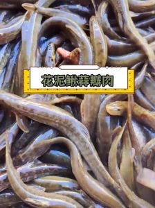 花泥鳅是什么鱼里面有没有鱼籽_美味营养，野生稀少价高