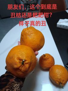桔子煮熟了吃和生吃有什么区别_煮橘子润肺止咳，风寒感冒初期好选择