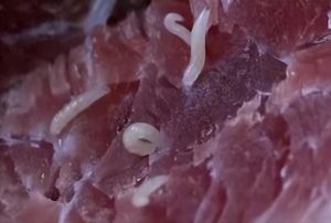 猪肉寄生虫煮熟后图片_猪肉白条是肌腱不是虫，高温能杀灭寄生虫