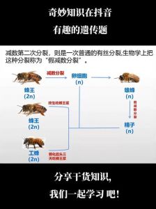 蜜蜂育王最简单方法_育王要抓住时机，移幼虫造新王
