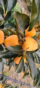 牛心柿子怎么样才能啊捂熟_牛心柿子去涩妙招，变软变甜超简单！