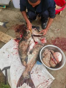 大头鱼刺多不多_大头鱼刺多肉鲜，清蒸炖汤味道好