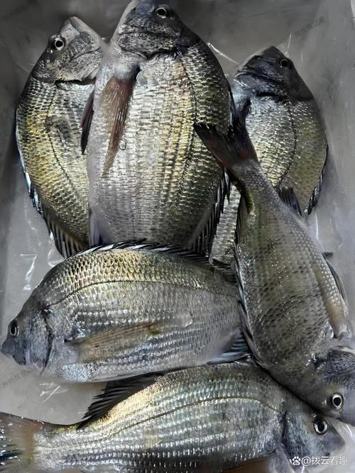 海鲫鱼和淡水鲫鱼的区别_有何不同？