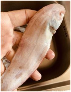 牛舌鱼有刺吗_鲜美营养，老少皆宜