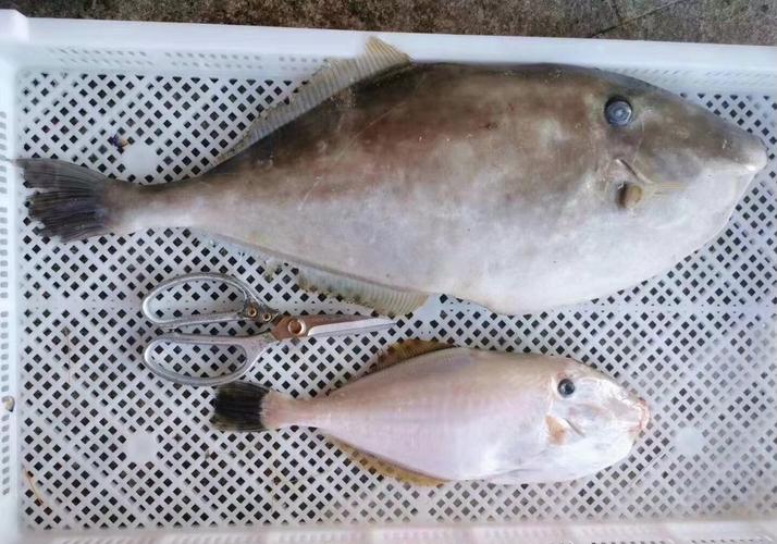 扒皮鱼属于深海鱼吗_常见美味食用鱼,非深海鱼 扒皮鱼属于深海鱼吗_常见美味食用鱼,非深海鱼