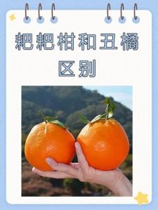江西省鹰潭市丑橘什么时候成熟_皮丑味甜，赣南特产！