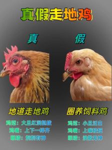 公鸡的脚和母鸡的脚有什么区别_公展母弯，大小颜色也不同