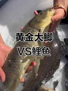 鲫鱼和鲤鱼区分图解_鲫鱼鲤鱼怎么分？看须看鳞看肉质！