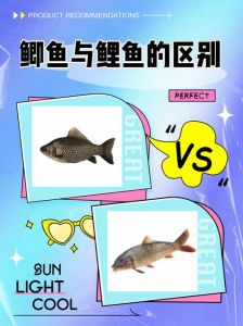 鲤鱼和鲫鱼的图片对比_鲫鱼鲤鱼怎么分？大小颜色嘴须有不同