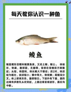 沙塘鳢和笋壳鱼的区别_沙塘鳢与笋壳鱼怎么区分？