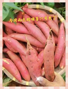 蒸烟薯要几分钟_蒸烟薯多久？烤烟薯多久？