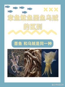 乌贼和章鱼的区别是什么_智慧灵活VS硬壳数量